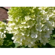 Гортензия метельчатая Скайфолл - Френне