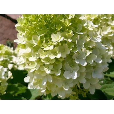 Гортензия метельчатая Скайфолл - Френне Гортензия метельчатая Скайфолл - Френне