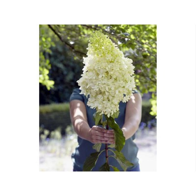 Гортензия метельчатая Скайфолл - Френне Гортензия метельчатая Скайфолл - Френне