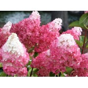 Гортензия метельчатая Строберри Блоссом