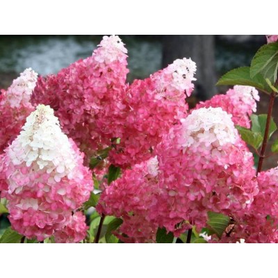 Гортензия метельчатая Строберри Блоссом Гортензия метельчатая Строберри Блоссом