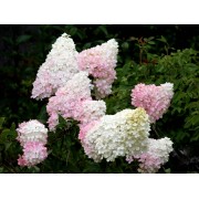 Гортензия метельчатая Строберри Блоссом