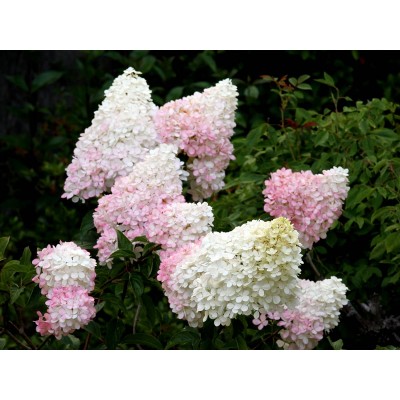 Гортензия метельчатая Строберри Блоссом Гортензия метельчатая Строберри Блоссом