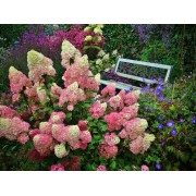 Гортензия метельчатая Строберри Блоссом