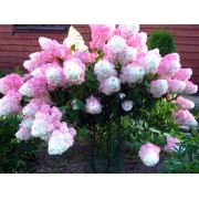 Гортензия метельчатая Ванилла Фрейз - Рени