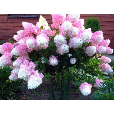 Гортензия метельчатая Ванилла Фрейз - Рени Гортензия метельчатая Ванилла Фрейз - Рени