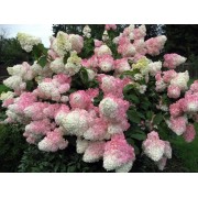 Гортензия метельчатая Ванилла Фрейз - Рени