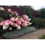 Гортензия метельчатая Ванилла Фрейз - Рени