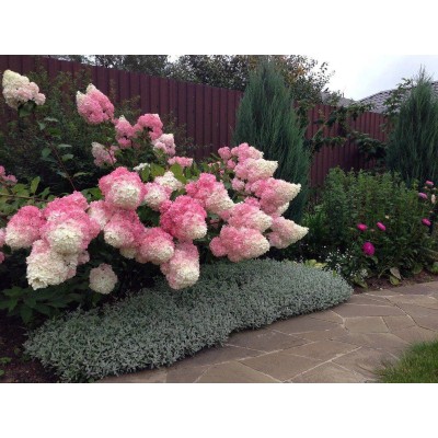 Гортензия метельчатая Ванилла Фрейз - Рени Гортензия метельчатая Ванилла Фрейз - Рени