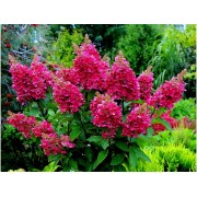 Гортензия метельчатая Вимс Ред - Фарбсимфони
