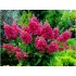 Гортензия метельчатая Вимс Ред - Фарбсимфони Гортензия метельчатая Вимс Ред - Фарбсимфони