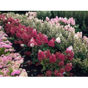 Гортензия метельчатая Вимс Ред - Фарбсимфони