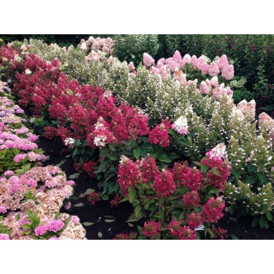 Гортензия метельчатая Вимс Ред - Фарбсимфони Гортензия метельчатая Вимс Ред - Фарбсимфони
