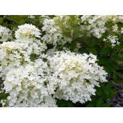 Гортензия метельчатая Бомбшелл