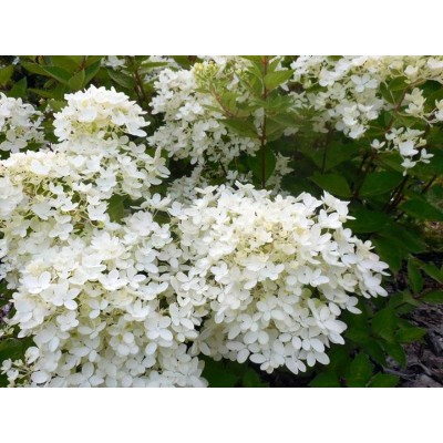 Гортензия метельчатая Бомбшелл Гортензия метельчатая Бомбшелл