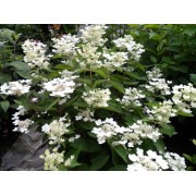 Гортензия метельчатая Дарума