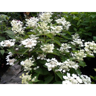 Гортензия метельчатая Дарума Гортензия метельчатая Дарума