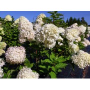 Гортензия метельчатая Фантом