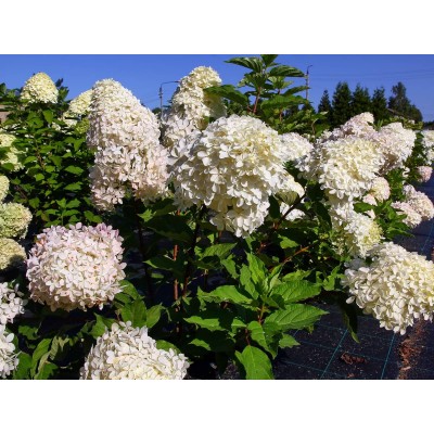 Гортензия метельчатая Фантом Гортензия метельчатая Фантом