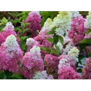 Гортензия метельчатая Фрайз Мельба