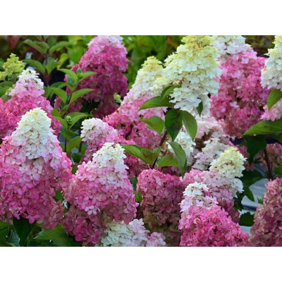 Гортензия метельчатая Фрайз Мельба Гортензия метельчатая Фрайз Мельба