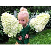 Гортензия метельчатая Геркулес