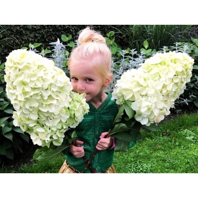 Гортензия метельчатая Геркулес Гортензия метельчатая Геркулес