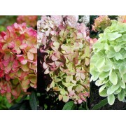 Гортензия метельчатая Граффити