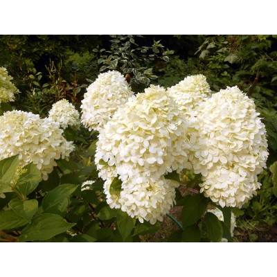 Гортензия метельчатая Коттон Крем Гортензия метельчатая Коттон Крем