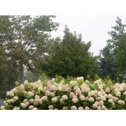 Гортензия метельчатая Лаймлайт