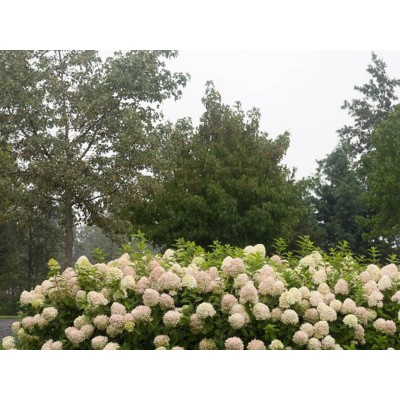 Гортензия метельчатая Лаймлайт Гортензия метельчатая Лаймлайт