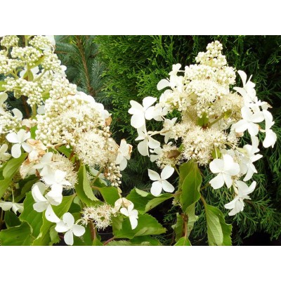 Гортензия метельчатая Левана Гортензия метельчатая Левана