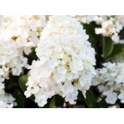 Гортензия метельчатая Литл Блоссом