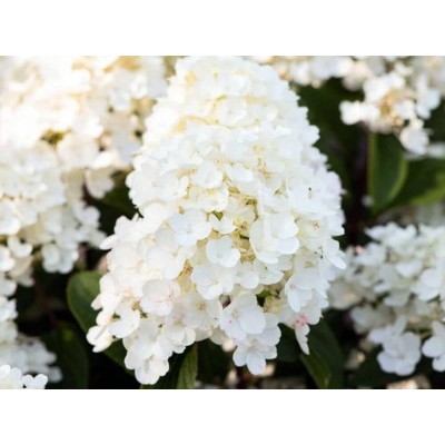 Гортензия метельчатая Литл Блоссом Гортензия метельчатая Литл Блоссом