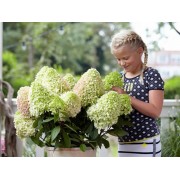 Гортензия метельчатая Литл Фрайз