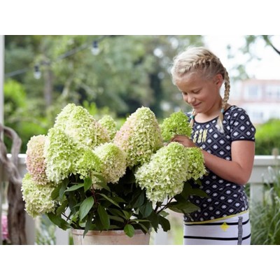 Гортензия метельчатая Литл Фрайз Гортензия метельчатая Литл Фрайз