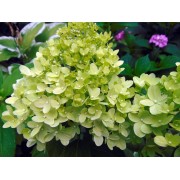 Гортензия метельчатая Литл Лайм