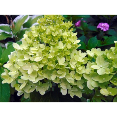 Гортензия метельчатая Литл Лайм Гортензия метельчатая Литл Лайм