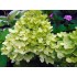 Гортензия метельчатая Литл Лайм Гортензия метельчатая Литл Лайм