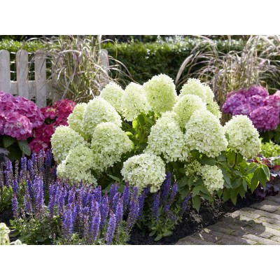 Гортензия метельчатая Литл Спуки Гортензия метельчатая Литл Спуки