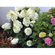 Гортензия метельчатая Мэджикал Монт Бланк