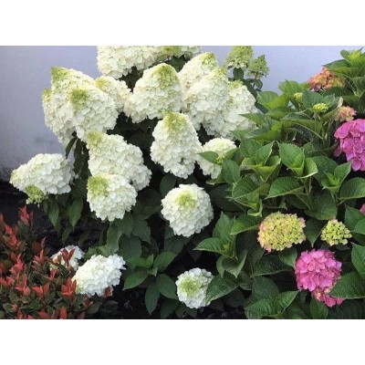 Гортензия метельчатая Мэджикал Монт Бланк Гортензия метельчатая Мэджикал Монт Бланк