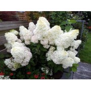 Гортензия метельчатая Мэджикал Свит Саммер