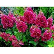 Гортензия метельчатая Мэджикал Везувио