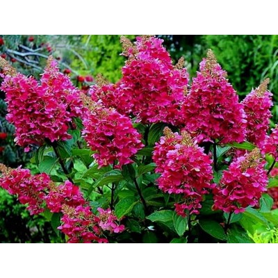 Гортензия метельчатая Мэджикал Везувио Гортензия метельчатая Мэджикал Везувио