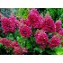Гортензия метельчатая Мэджикал Везувио Гортензия метельчатая Мэджикал Везувио