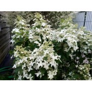 Гортензия метельчатая Мэджикал Старлайт