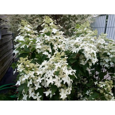 Гортензия метельчатая Мэджикал Старлайт Гортензия метельчатая Мэджикал Старлайт