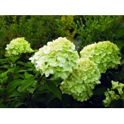Гортензия метельчатая Моджито