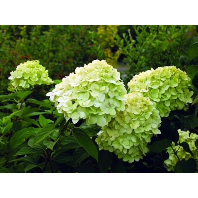 Гортензия метельчатая Моджито Гортензия метельчатая Моджито